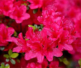 azalea-japonica-bitkisi-ekmek