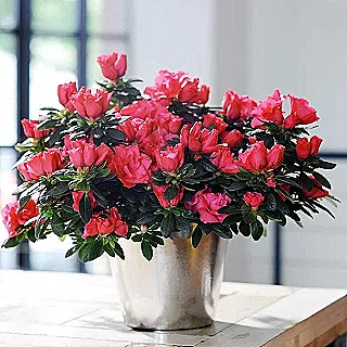 saksilarda-japon-azalea-yetistirme