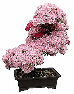 azalea-japonicayi-bonsai-olarak-yetistirme