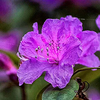 azalea-japonica-cesitlerinin-farkli-turleri