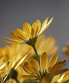 osteospermum-dikmek