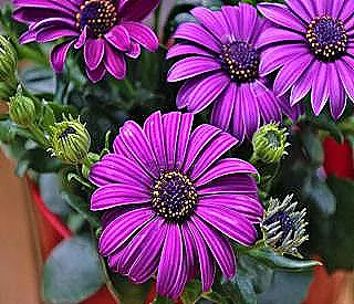 osteospermum-yayginlastirma