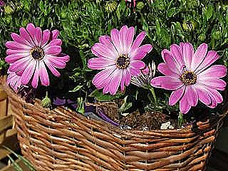 osteospermum-sulama