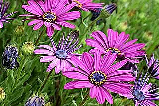 osteospermumu-etkileyen-hastalik