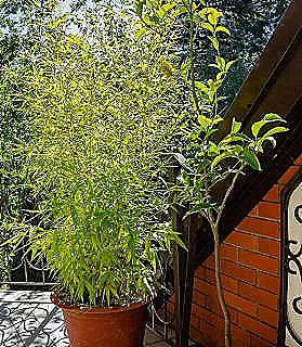 kaplarda-ve-konteynerlerde-bambu