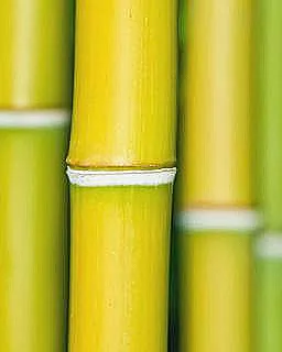 bambu-ve-kokleri-hakkinda-daha-fazla-bilgi-edinin