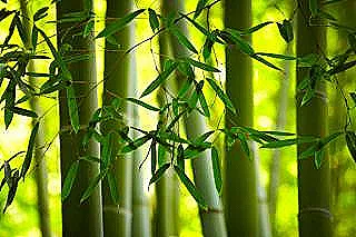 bambu-hakkinda-akilli-bir-ipucu