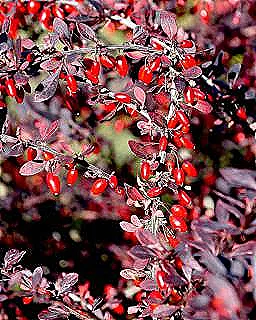 barberry-hakkinda-bilinmesi-gereken-her-sey
