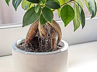 ficus-microcarpa-bakimi