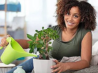 ficus-microcarpanin-budama-ve-duzeltme-islemleri