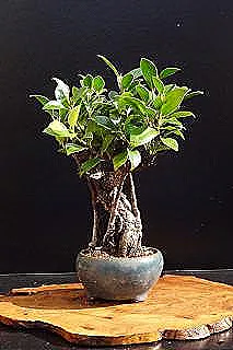 ficus-microcarpa-cesitleri