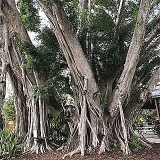 sasirtici-ficus-microcarpa-meyveleri