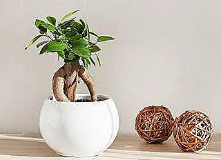 ficus-microcarpa-hakkinda-akilli-ipucu