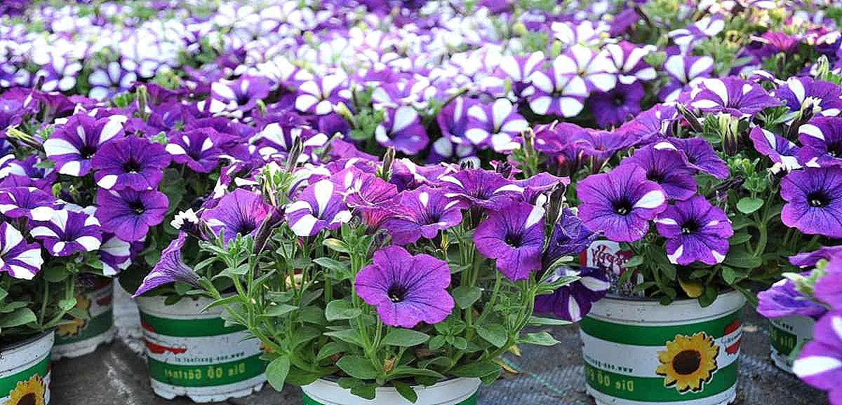 bitki-dikimi-surfinia-tohumlama