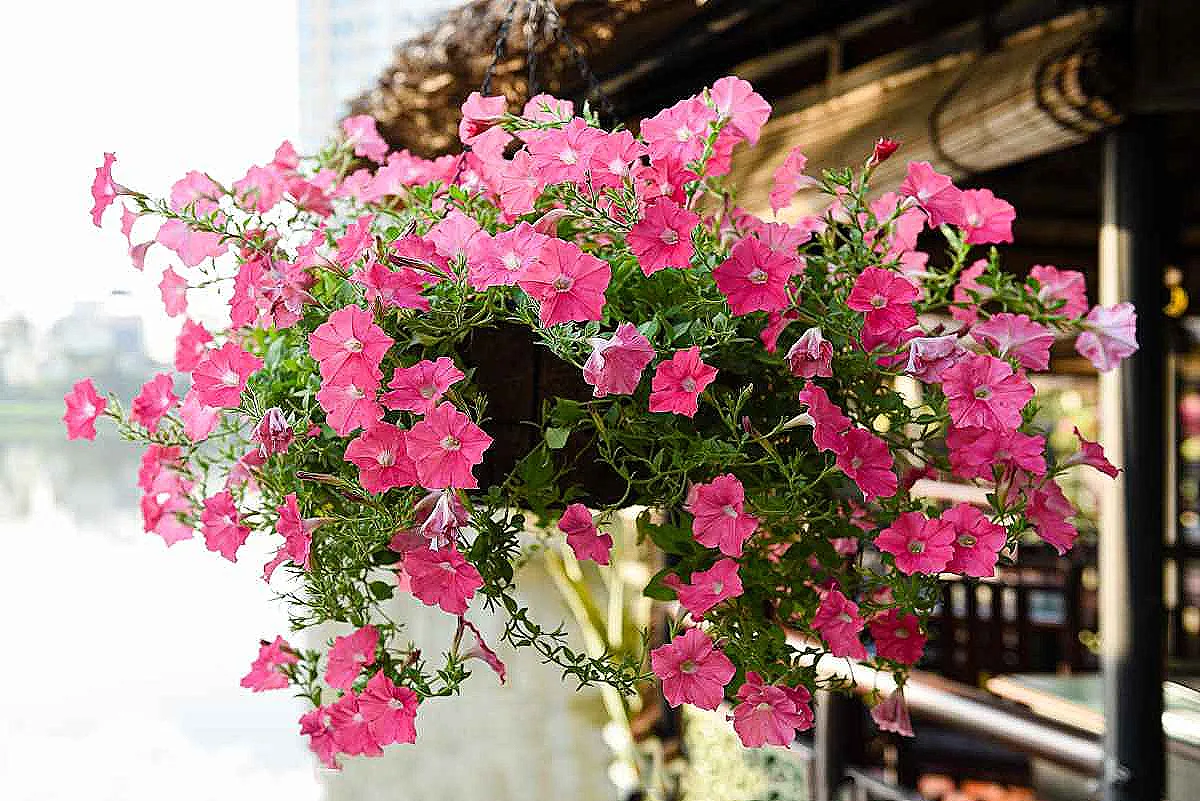 surfinia-hakkinda-daha-fazla-bilgi-edinin