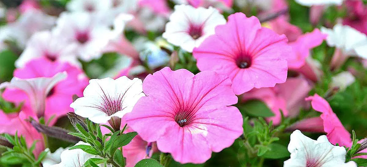 surfinia-hakkinda-akilli-ipuclari