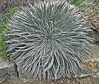 bromelia-kisa-omurlu-bir-cicek-bitkisi