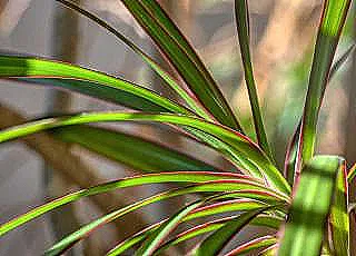 dracaena-marginatanin-buyutulmesi-ve-bakimi