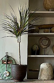 dracaena-marginata-cesitleri