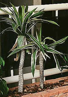 dracaena-massangeananin-dikimi-ve-yeniden-saksiya-alinmasi