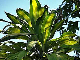 dracaena-massangeanayi-ic-mekanda-nereye-koymaliyim