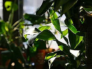 dracaena-massangeana-sulama