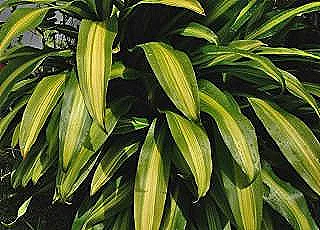 misir-sapi-dracaena-cogaltimi