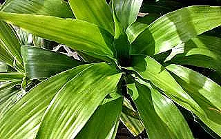 dracaena-massangeana-hakkinda-daha-fazla-bilgi-edinin