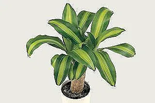 dracaena-massangeana-hakkinda-akilli-ipucu