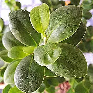 ficus-ginseng-bakimi