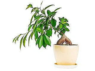 ficus-ginseng-sorunlari