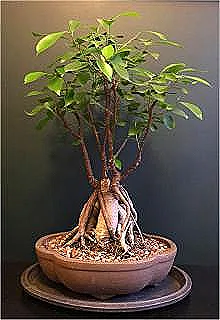 ficus-ginseng-hakkinda-daha-fazla-bilgi-edinin
