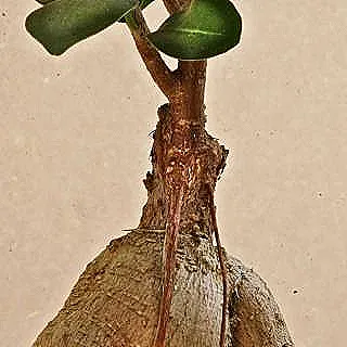 kafa-karistiran-ficus-ginseng-isimleri