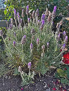 fransiz-lavantasi-dikimi