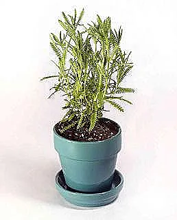 fransiz-lavantasini-sulama