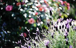 fransiz-lavantasini-korumak-kurutulmus