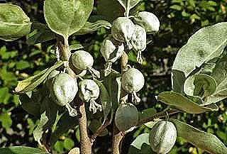 gumusdiken-hakkinda-bilmeniz-gereken-her-sey