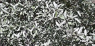 gumusdikeni-hakkinda-akilli-ipucu