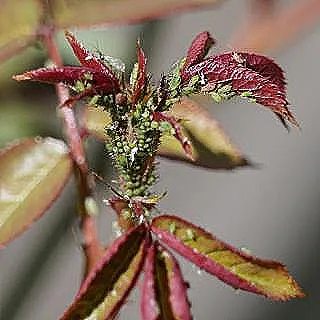 gul-agaclarindaki-yaprakbitleri