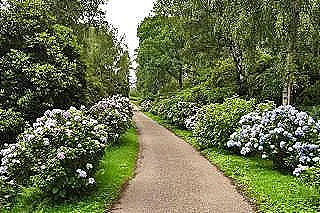 hortensia-icin-maruz-kalma