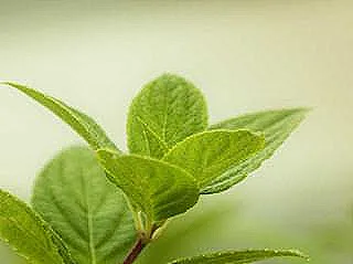 hortensia-nasil-dikilir