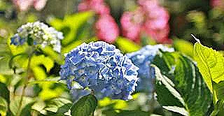 hortensia-kesimi-ve-bakimi