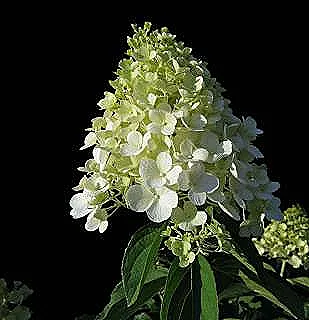 hortensi-hakkinda-daha-fazla-bilgi-edinin