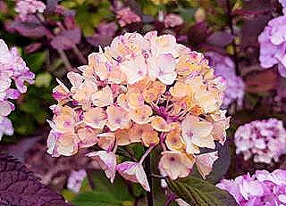 hortensia-hastaliklari