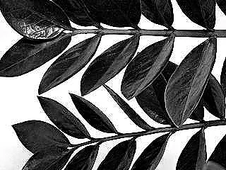 raven-zzyi-ozel-kilan-sey-nedir