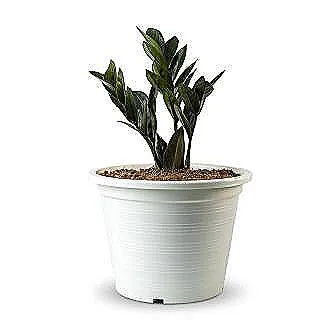 bir-kara-asma-kaktusu-dikmek