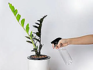 zamioculcas-raven-sulama-ve-bakimi