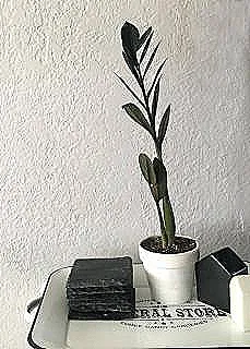 zamioculcas-zamiifolia-raven-icin-maruz-kalma