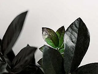 zz-bitkisi-neden-siyah-renklidir