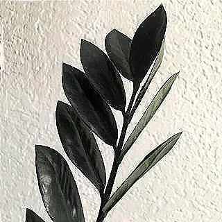 zamioculcas-raven-hakkinda-daha-fazla-bilgi-edinin